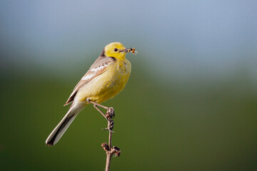 Western yellow wagtail, Motacilla flava. The bird sits on the stem of a dry plant..
