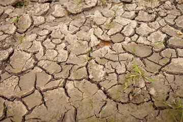 Cracked dry soil with small green grass sprouts. Environmental drought and climate change concept,