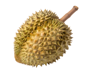 Fresh whole durian fruit isolated on a white transparent background, high-quality cutout with detailed spiky shell texture, tropical fruit perfect for packaging, advertisements, and design projects