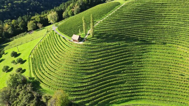 Aerial view of a picturesque vineyard in a serene agricultural landscape with rolling hills, Silberberg, Styria, Austria.