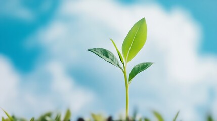 Obraz premium Fresh green sprout emerging from the soil under a bright blue sky symbolizing growth and new beginnings : Generative AI