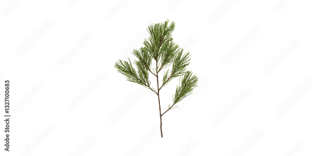 Poster pine tree branch with needles . nature and botanical study isolated on transparent background