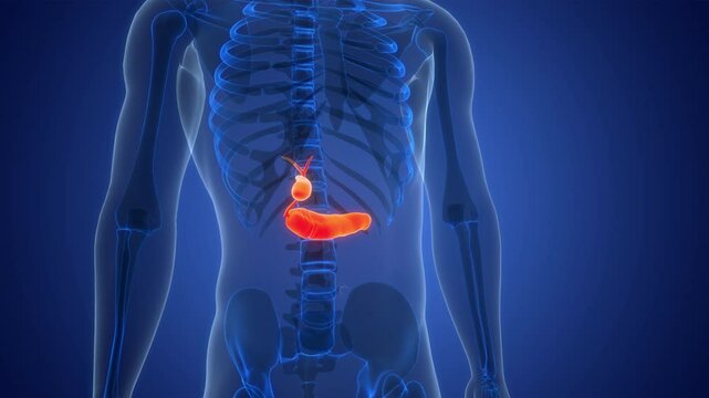 Human Internal Organs Pancreas with Gallbladder Anatomy Animation Concept