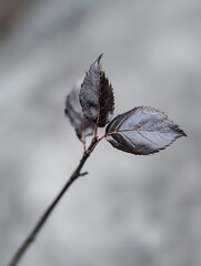Minimalist close up showcasing dark muted leaves with intricate textures on a soft blurred background : Generative AI