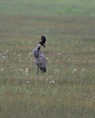 Sandhill Crane under attack by Red-winged Blackbird