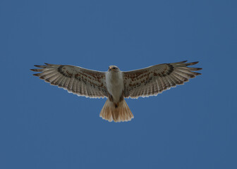 Ferruginous hawk in flight
