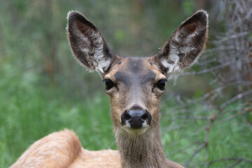 Black-tailed doe portrait