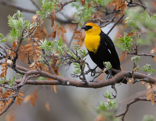 Yellow-headed Blackbird portrait