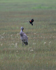 Sandhill Crane under attack by Red-winged Blackbird