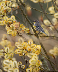 Yellow-rumped Warbler in fall colors