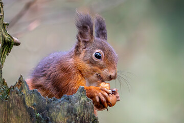 Obraz premium Red Squirrel (Sciurus vulgaris)