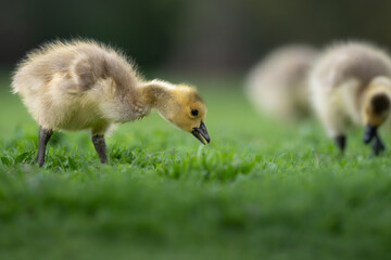 Canada goose gosling foraging