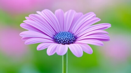 Obraz premium Close-up of a vibrant pink flower standing tall against a softly blurred garden background