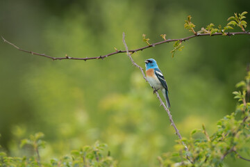 Lazuli Bunting singing