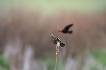 Red-winged Blackbird pair