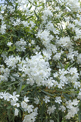 Laurier rose blanc
