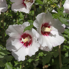 Fleurs d'Althéa blanches au cœur rouge