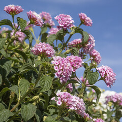 Fleurs de lantana roses	