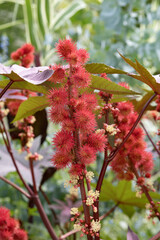 Fruits du Ricinus communis	