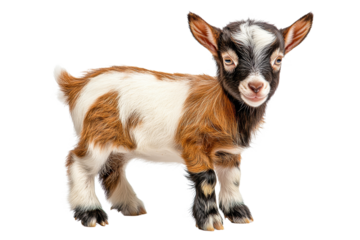Cute baby goat standing on a transparent background