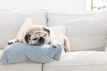 Pug dog resting peacefully on a couch