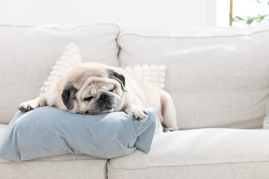 Pug dog resting peacefully on a couch