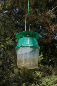 Pi&egrave;ge &agrave; frelons accroch&eacute; dans un arbre