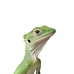 Obraz premium Anole PNG