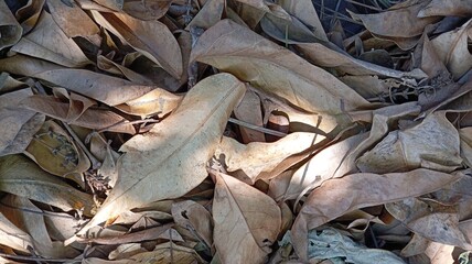 dry leaves in the ground