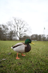 Duck in the park