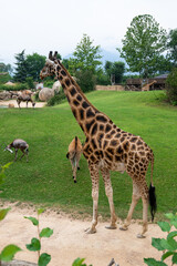 A beautiful giraffe near a farm