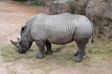 Obraz premium A very rare rhinoceros specimen (an endangered animal)