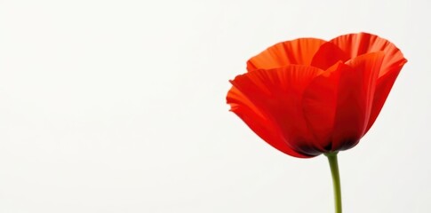 Naklejka premium Close-up of a striking red poppy against pure white, wildflower, single flower, poppy