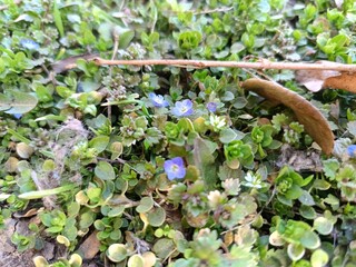 the first spring flowers reach for the sun