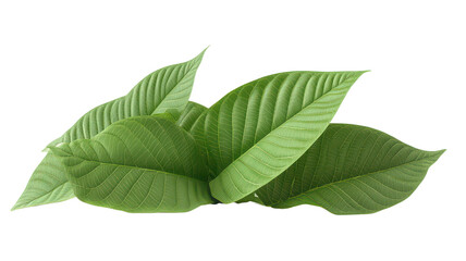Obraz premium Kratom plant isolated on transparent background, PNG