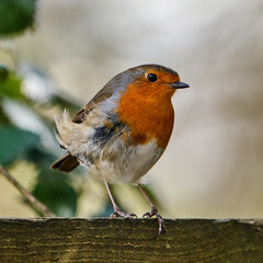 Fototapeta premium Robin ruffled feathers