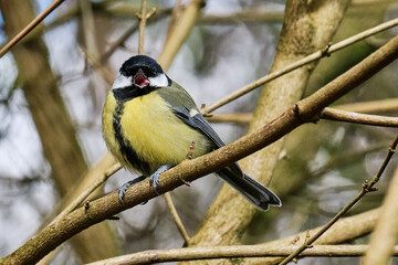 Great Tit Beak Open