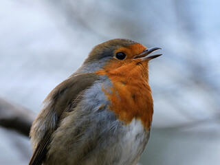 Robin with open beak