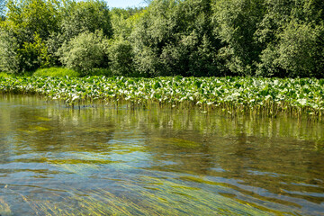 Clear river water with submerged plants, surrounded by dense green vegetation and aquatic plants,...