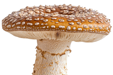 Unique edible mushroom found in temperate regions