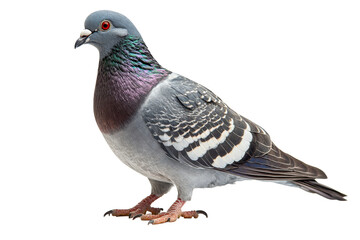 Pigeon standing with detailed plumage and colorful neck