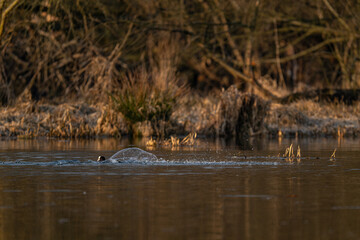 Obraz premium Black coot bird and lake surface. 