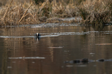 Black coot bird and lake surface.
