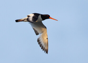 Closeup of a Oystercatcher flying at mameer, Bahrain