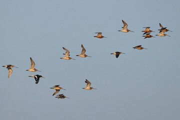 A Oystercatcher flying along with bar-tailed godwit at mameer, Bahrain
