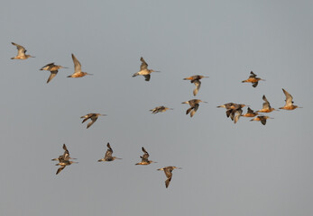 Bar-tailed Godwits flying at mameer coast of Bahrain