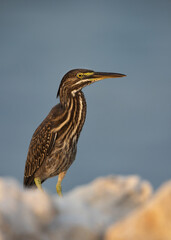 Portrait of a Striated Heron at Busaiteen coast of Bahrain