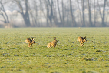 European hares, Lepus europaeus, preparing for mating season and chasing each other during sunrise in warm light across a sunlit green meadow landscape against a hazy background