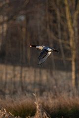 A male Greater Guineafowl flying over a pond.
