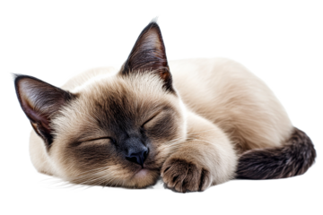 Sleeping cat with a relaxed posture on a white background